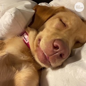 108K views · 14 reactions | Is there anything cuter than a dog "talking" in her sleep? The answer is NO. | USA TODAY Video | Facebook