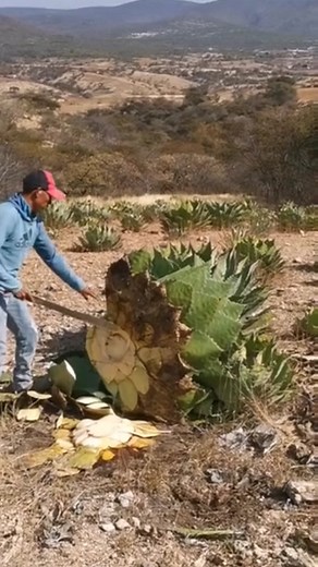 Agave Plant Cutting Techniques for Beginners