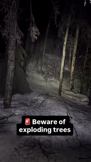Citizen App | Safety on Instagram: "Extreme temperatures in the Upper Midwest can cause trees to split or shed heavy limbs as frozen sap expands. Cracks may sound like gunshots. Keep your distance and stay informed with Citizen 📲 🎥: @007sig4l"