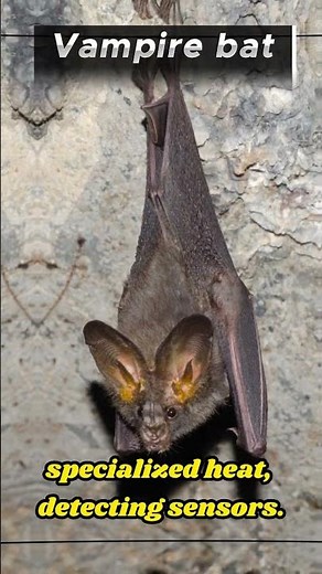 The Science of Vampire Bats