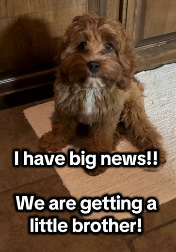 Help Choose a Name for My New Puppy Brother