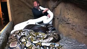 Video: Man jumps in a cage full of pythons, what happened next is shocking | Video: Man jumps in a cage full of pythons, what happened next is shocking