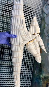 I love ice dyeing! Instead of mixing the dye into liquid, by sprinkling powdered dye over ice you can achieve some really trippy effects. As the ice slowly melts the individual pigments in the dye mixes can split apart, creating a beautiful water color-like look. ✨ Additional melty magic can occur if dyed on an incline, like I often do. ✨ Follow my page for more ice dyed art! Visit my website if you're curious about purchasing some of my work. I add new pieces to my website as they become availa