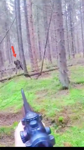 Wild Bear Hunting Very Nice Shot 🐻🔥Bear Hunting Perfect Shot Dangerous BearHunting Close Shot