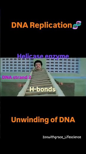 DNA replication -Helicase activity|molecular biology