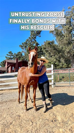 Untrusting Zorse (Zebra-Horse Cross) finally bonds with his rescuer by getting his ears scratched! | The Koala