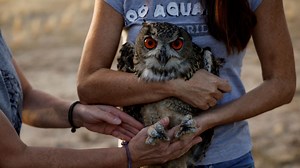 After Captivity in Madrid, Owl Twins Learn to Live on the Wild Side