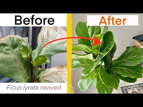 GARDENING | Save your ficus lyrata (fiddle leaf fig) and stimulate branching