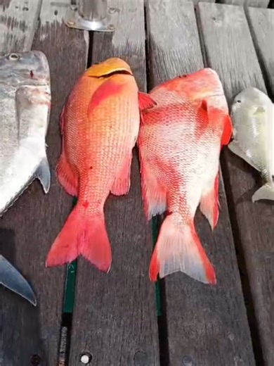 My friends waiting for me,coming soon😜 #кипррыбалка #seafishing #seajigging #oceanfishing #deepfishing