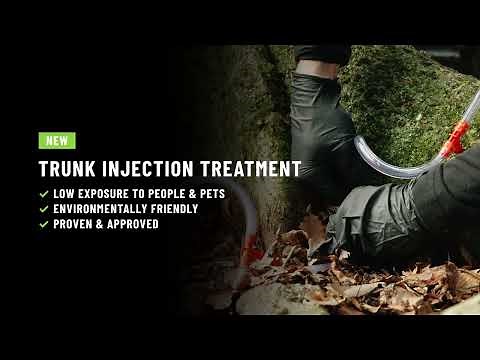 Protect Your Beech Trees with Expert Disease Treatment