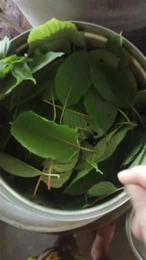 Nature Drink 🍃☕