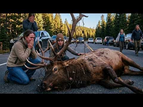 The Bull Moose’s Cry for Help on the Road in Alaska