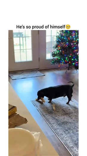 Pet Couture | GET YOUR AMAZON GIFT CARD IN MY BIO AS CHRISTMAS PRESENT 🎁💝 DM for credit or content removal | Instagram