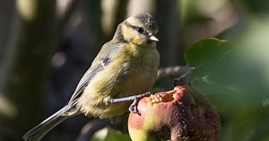 Voici l’astuce la plus efficace pour éloigner les oiseaux des arbres fruitiers de votre jardin (et elle ne vous coûtera même pas un centime !)