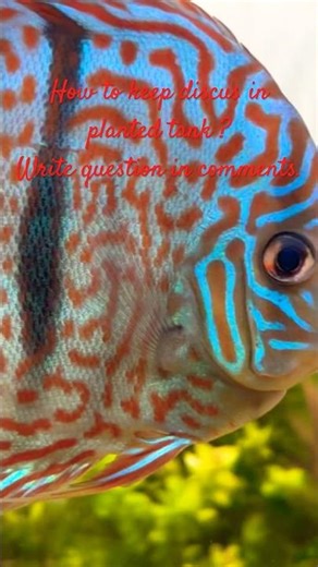 How to keep discus fish in planted aquarium or fish tank #aquariumlovers #aquariumfish #discusfish