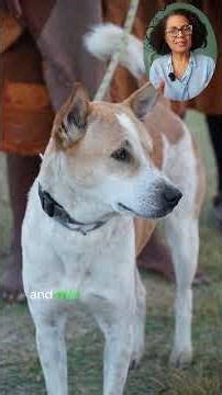 Aloka the Peace Dog: Pet Therapy in Action