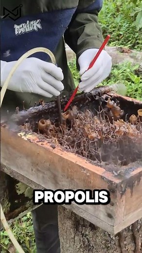 Inside the World’s Rarest Beehive 🐝 Stingless Vulture Bee Honey Harvest 🍯🐝#nature #honey