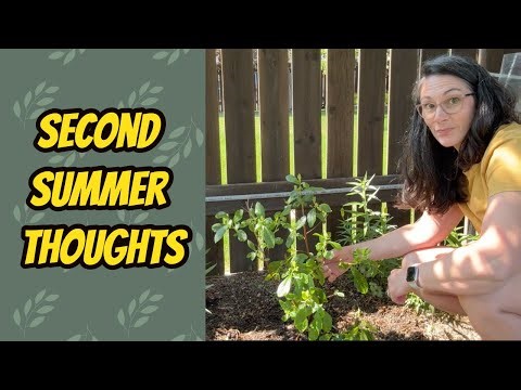 Update: Ruby Spice Summersweet Shrub