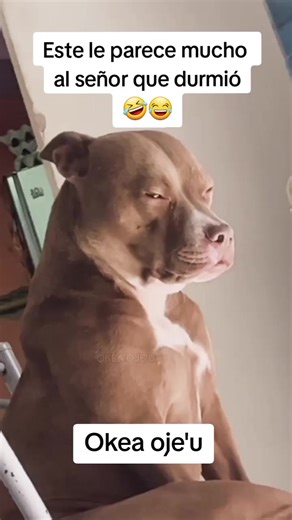 Okea oje'u 😂 #audio #okea #oje 'u #humor #guaraní