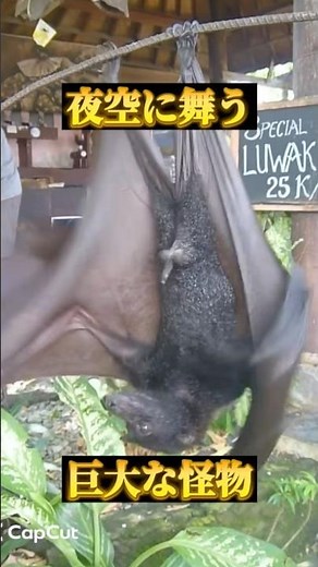 【森の守り神】夜空を飛ぶオオコウモリの驚くべき生態と役割 #動物 #生き物 #コウモリ #shorts #雑学