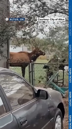 322K views · 5.8K reactions | An elk took a stroll through Altus on Tuesday, Oct. 7, wandering through several neighborhoods and catching residents off guard. The Oklahoma Game Warden was called to safely tranquilize and relocate the animal to a secure area where it could roam freely. #oklahoma #wildlife | KOKH FOX 25 News, Oklahoma | Facebook