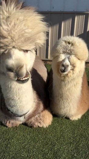 Alpacas Are So Funny