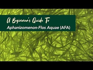A Beginner’s Guide To Aphanizomenon-Flos Aquae (AFA)