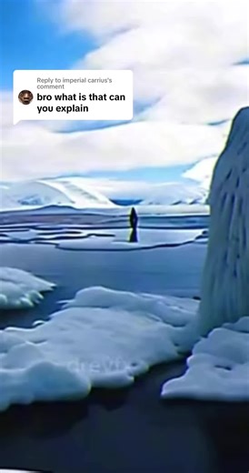 Replying to @imperial carrius #erosionbird #opiumbird #luhcalmfit #destroylonely