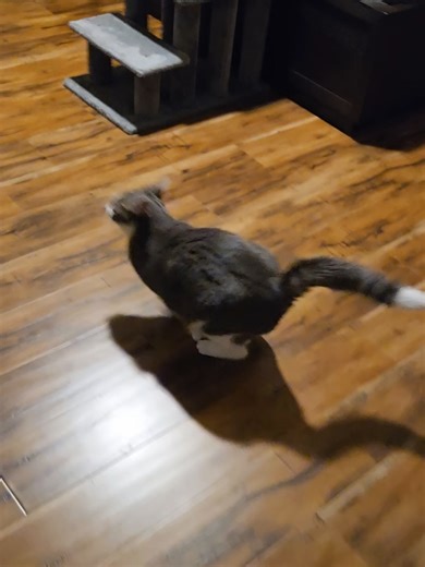 Adorable Cat's Funny Reaction to Being Spooked