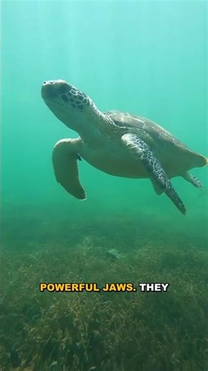 Why a Turtle Would Destroy a Lion in a Real Fight - Scientists Explain