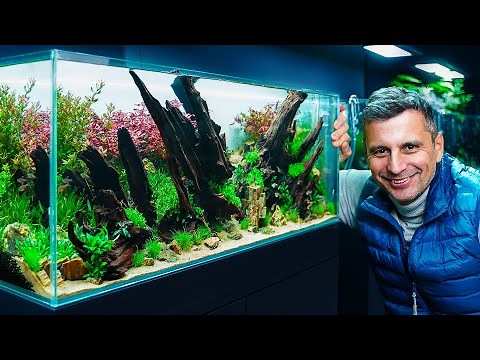 Creating A Stunning 243l Planted Aquarium With Ironwood: Mastering The Art Of Perspective