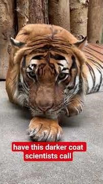 From 5 Tigers to a Genetic Miracle (Or Disaster?) 🐅🚨