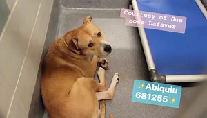 📣 UPDATE: ❤️Transferred to Animal Defense League of Texas !! ❤️❤️🥳 He is safe from euthanasia but may still be in need of placement (adoption, rescue or foster). 💕Please contact ADLfor more information if interested. ➖➖➖➖➖➖➖➖ 🔹 SAN ANTONIO, TX 🔹 📣‼️ NOW SCHEDULED TO BE KILLED (on the EUTHANASIA LIST) FRIDAY 8/11‼️ 🆘 NEEDS PLACEMENT BY 12:00 PM‼️🆘 😪(**Please note we are NOT the shelter, but are a volunteer-run page dedicated to networking the shelter dogs at the City of San Antonio Anima