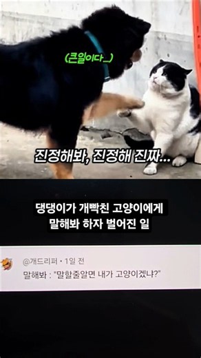 댕댕이가 개빡친 고양이에게 말해봐 하자 벌어진 일 #SHORTS