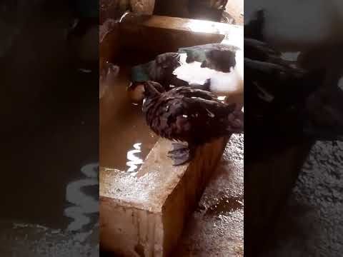 Watch How Ducks Clean Themselves Naturally 🦆✨