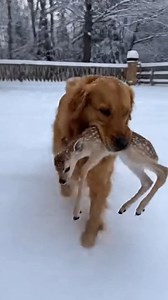 The Golden Rescue little deer from deep snow #goldenretriever #fawn #rescuedog | Rescue Animal