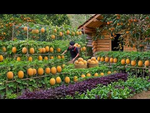 Living in the forest, gardening, Harvesting yellow melons and ripe avocados to market sell, Off-Grid
