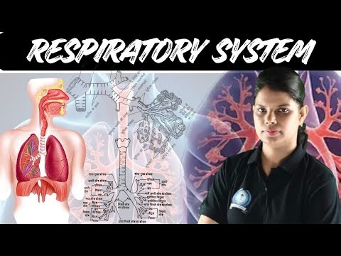 Respiratory System Class 6 ICSE Biology ! Respiratory System in Humans
