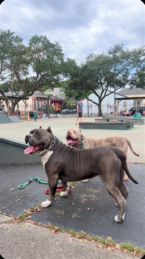 🌟 Free Stacking Your Show Dog: Build Confidence & Focus 🌟 Practicing free stacking in public areas helps your dog stay focused, even amidst distractions. The more you expose them to real-world chaos, the more they’ll concentrate in the show ring. 🐾✨ 🏆 Key Benefits: Improved Focus – Train your dog to stay on task, no matter the surroundings. Natural Posture – Encourage proper stacking without forcing it. Confidence Boost – Help your dog feel at ease in any environment. 📍 Take your practice o