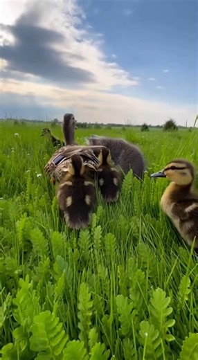 STOP EVERYTHING! 🦆💨 You are not ready for this level of cuteness! Watch this powerhouse mama duck lead her tiny squad through the tall grass like absolute champions! 🌾✨ This is the energetic boost your feed needed today. Look at those little legs go! It's a big world out there, but they're ready for the challenge. 🌍❤️ Can we get a 'QUACK' in the comments for these little legends? 🚀 SHARE this to brighten someone's day! #Ducks #Ducklings #NatureIsAwesome #CuteAnimals #Wildlife #DailySmile #E