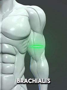 Why Your Biceps Look Flat From the Front (Fix This) #biceps #bicepsworkout #armworkout #hammercurls #forearms #armday #gymtok #fitness #bodybuilding #musclebuilding #hypertrophy #workouttips #fitnesstips #gym #fitnessmotivation