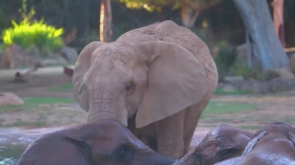 Highly anticipated Elephant Valley holds grand opening at San Diego Zoo Safari Park