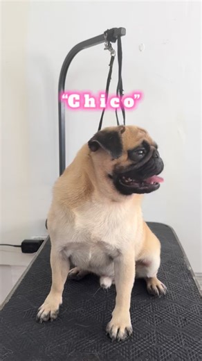 Book now for your furbabies relaxing grooming experience 🐶🐱 📍Shop located in Xevera Mabalcat 🏡 Homeservuce in Pampanga and Tarlac (except Xevera Mabalacat) ☎️ 09941875227 / 09568591918 📩 Message us for inquiries and packages Thank you for trusting Happy Paws Pet Grooming Services 🐶🐱✂️ #groomingsince2017 #happypawspetgroominghomeservice #shihtzu #furbabiesarefamily #Fyp | Happy Paws Pet Grooming Services