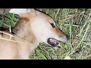 Shooting Wild Dogs / Dingoes In Australia