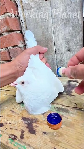Traditional Method of MARKING Pigeon Feathers 🗂️