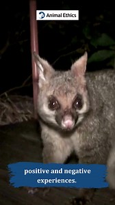 35 reactions | What does it mean to say that all sentient beings should be equally considered? #animalethics #speciesism #moralconsideration #sentience #animaladvocacy #antispeciesism | Animal Ethics | Facebook