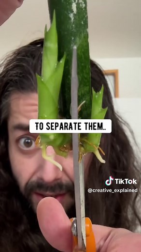 How to Grow Snake Plant Babies in Water Easily