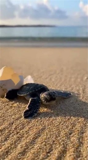 Baby turtle’s first journey to the sea🐢🌊