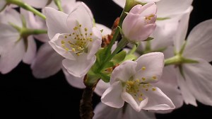 Flower Timelapse Of Cherry Flowers Blossom Stock Footage SBV-309660194 - Storyblocks