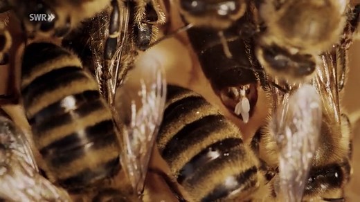 planet schule: Das Leben der Honigbienen · Lebensräume · In Haus und Garten